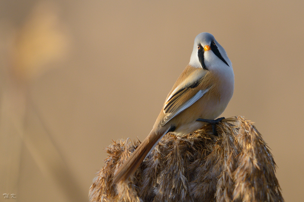 Posing .. .. ..