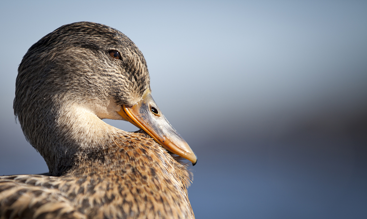 posing Ente