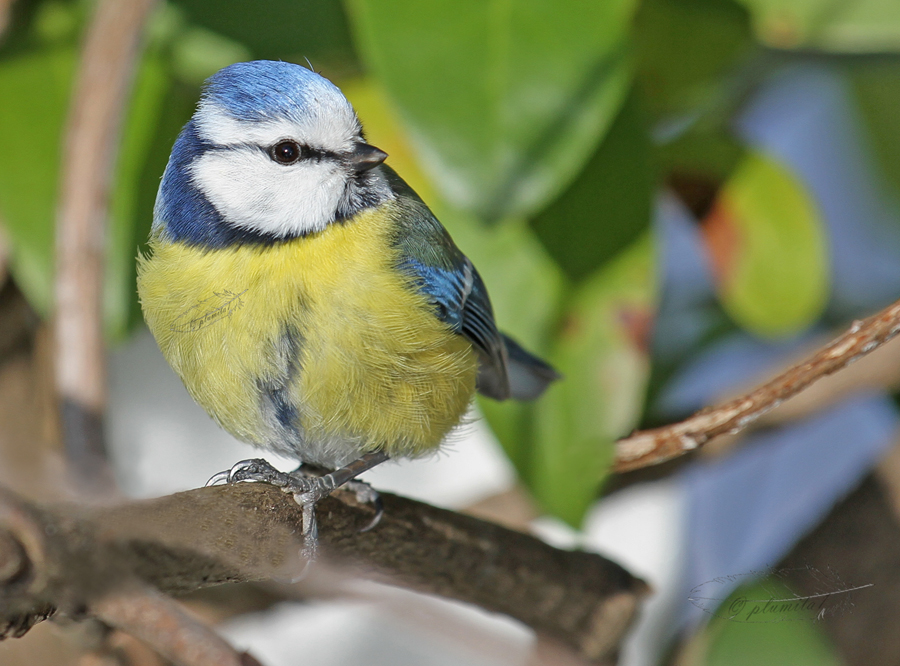 Posing for birdwhisperer