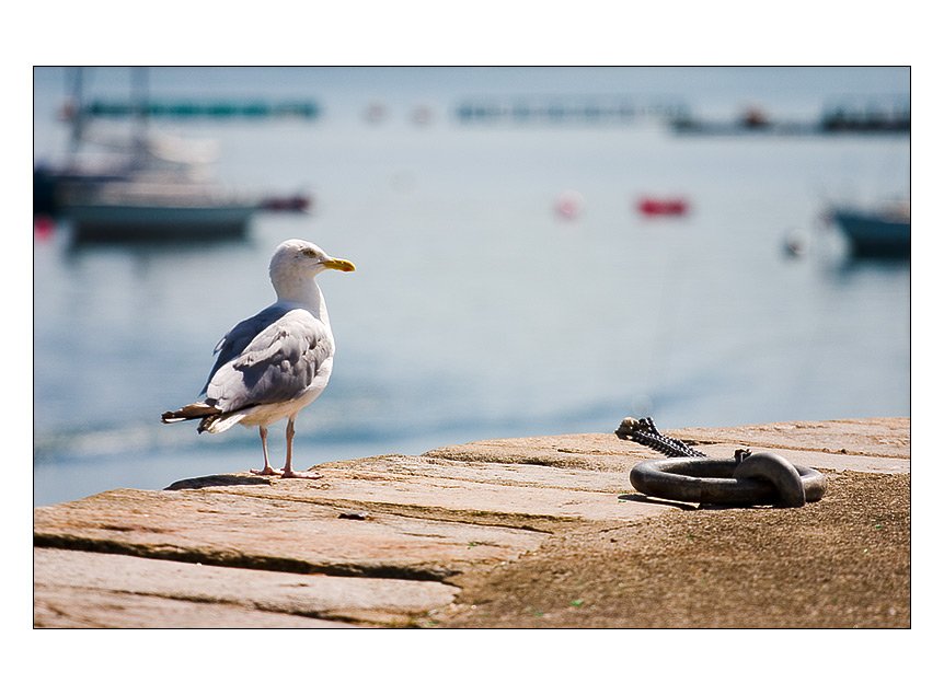 posing gull