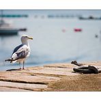 posing gull