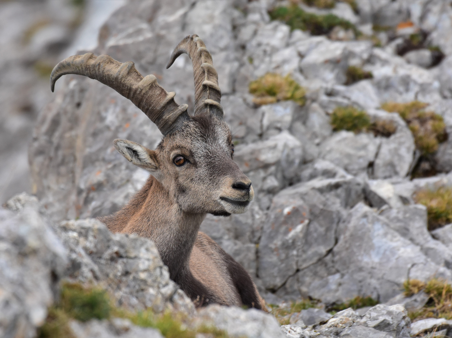 Posing Ibex