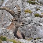 Posing Ibex