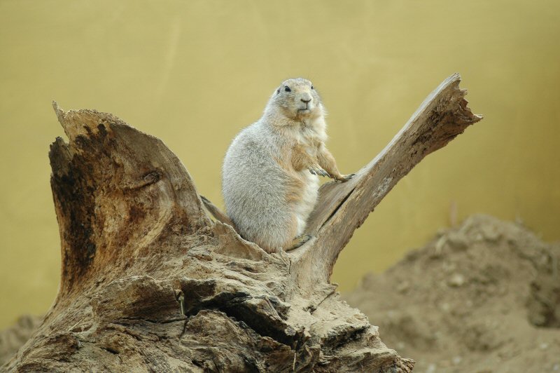 Posing im Plantaria II