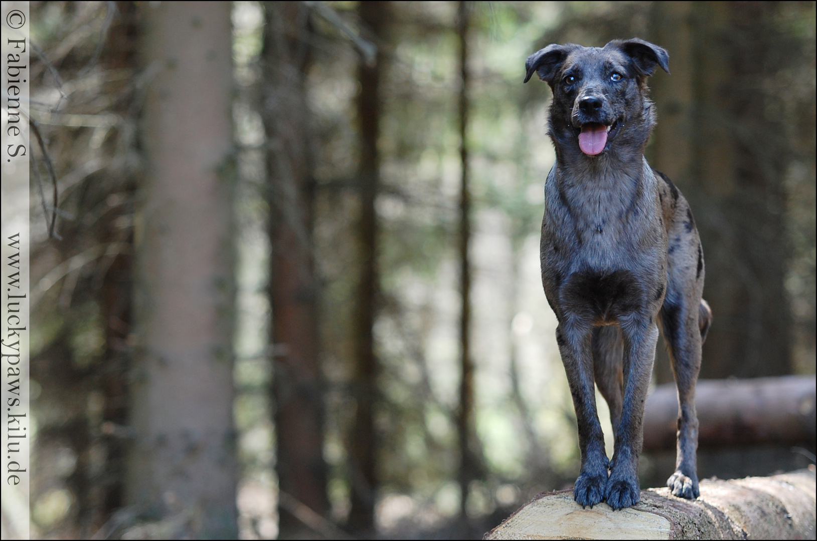 Posing im Wald