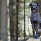 Posing im Wald