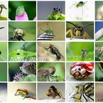 posing insects