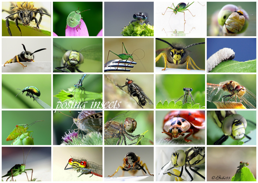 posing insects