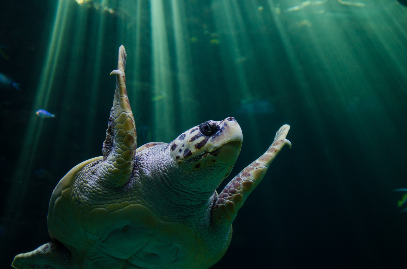 Posing like a pro unechte Karettschildkröte (Caretta caretta) Foto