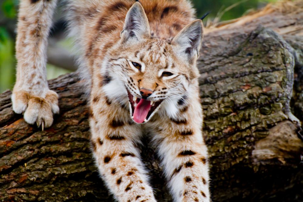 posing Luchs.. von Ben Partl 