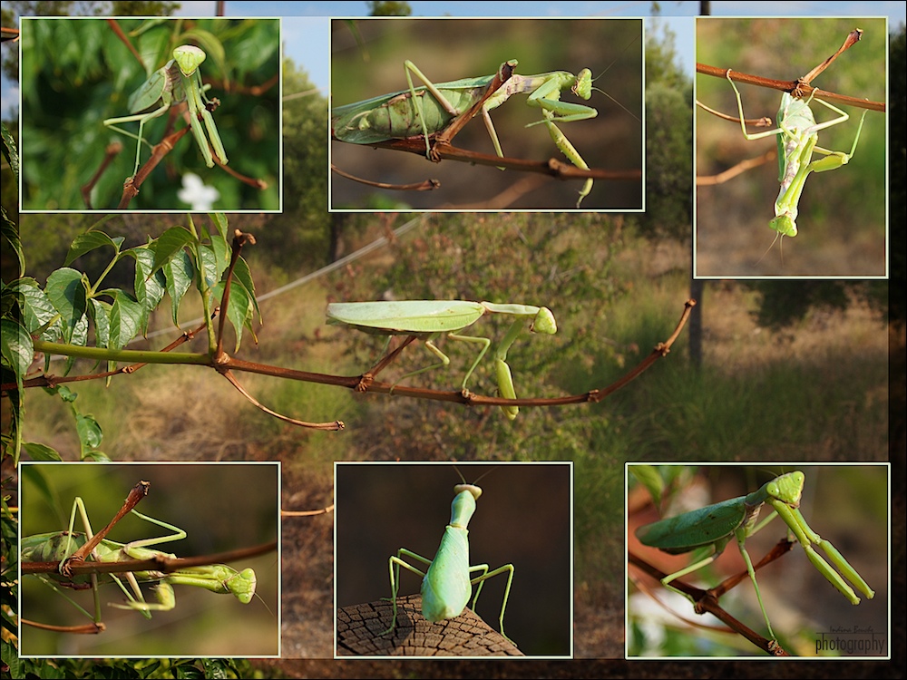 Posing ( (Mantis religiosa)