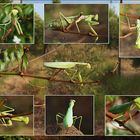 Posing ( (Mantis religiosa)