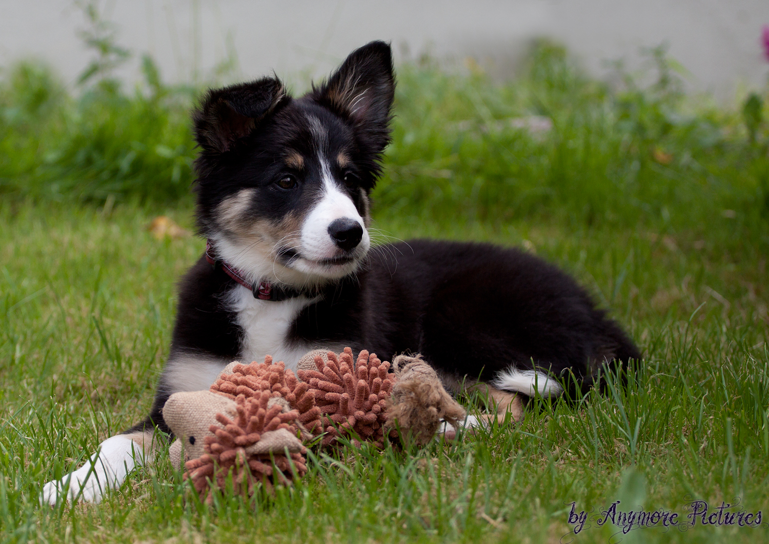 Posing mit dem Schaf