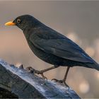 Posing mit Mister Amsel  .....