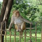 Posing Monkey
