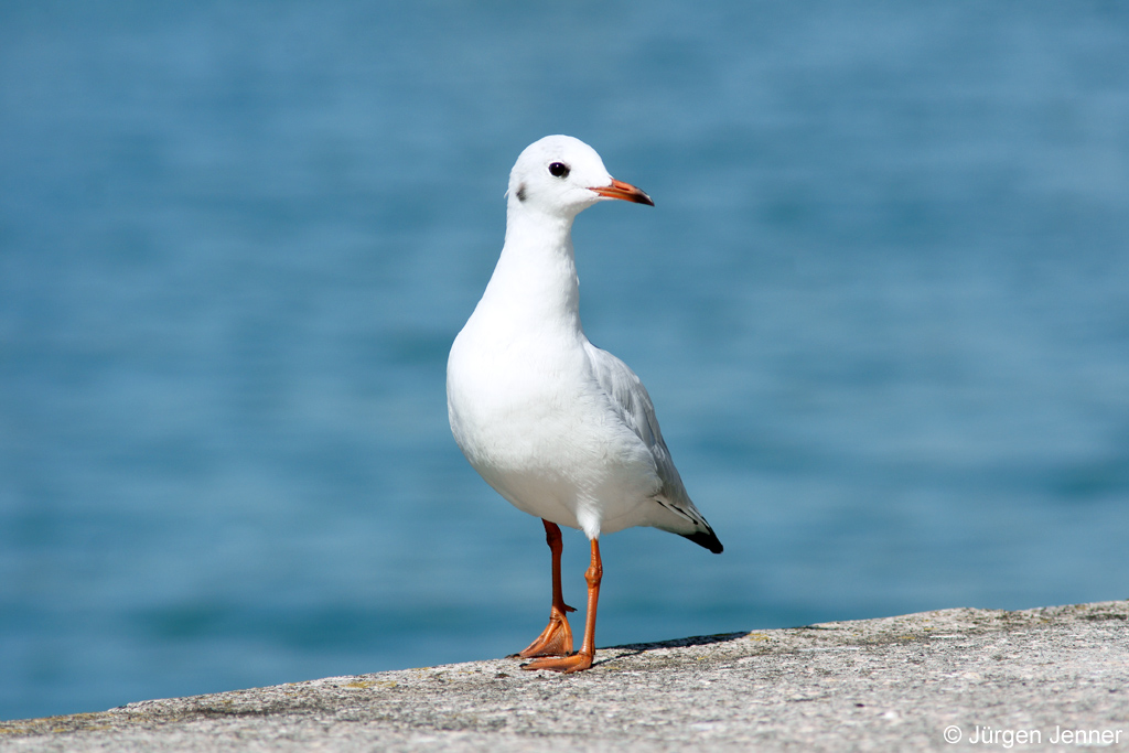 Posing on the Beach