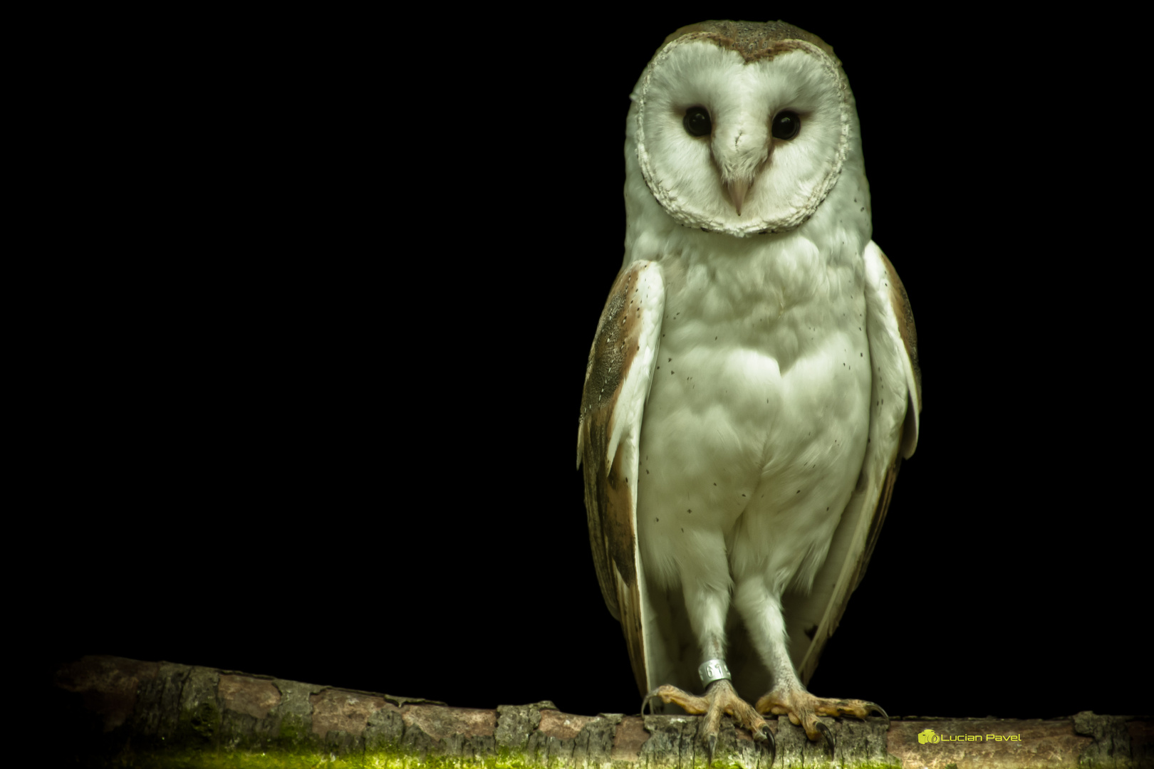 Posing owl