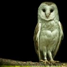 Posing owl
