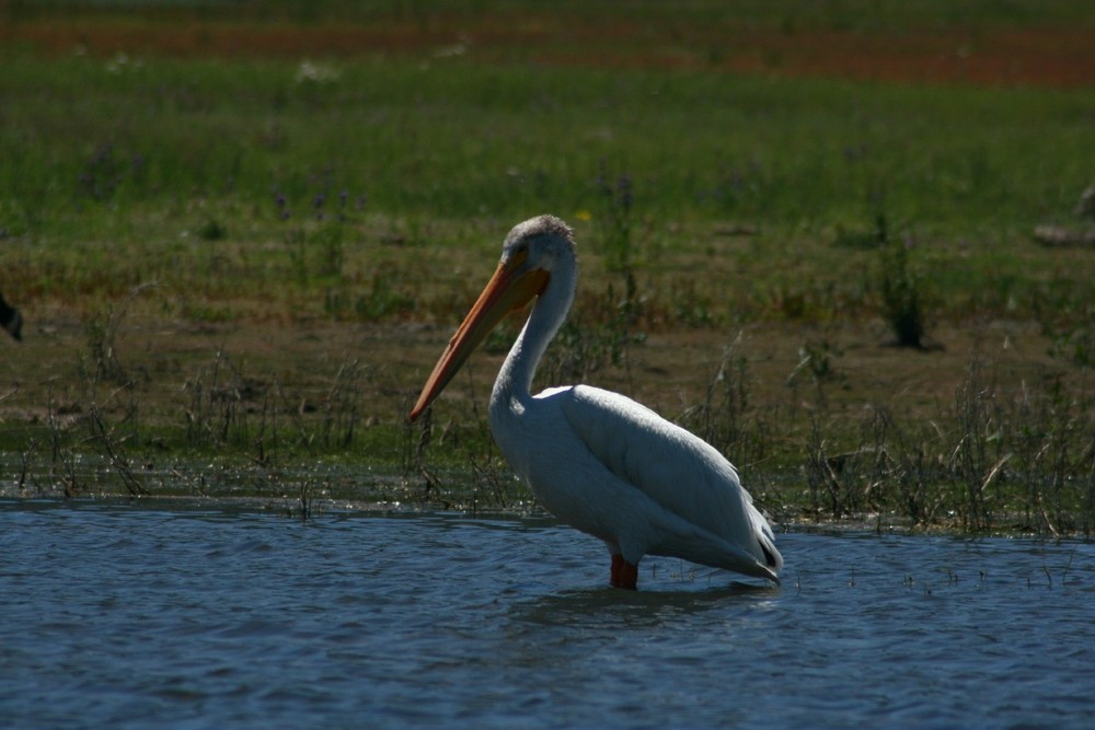 Posing Pelican