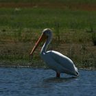 Posing Pelican