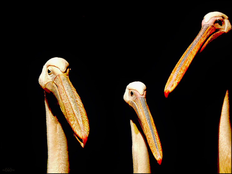 ~ posing pelicans ~