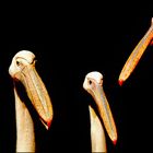 ~ posing pelicans ~