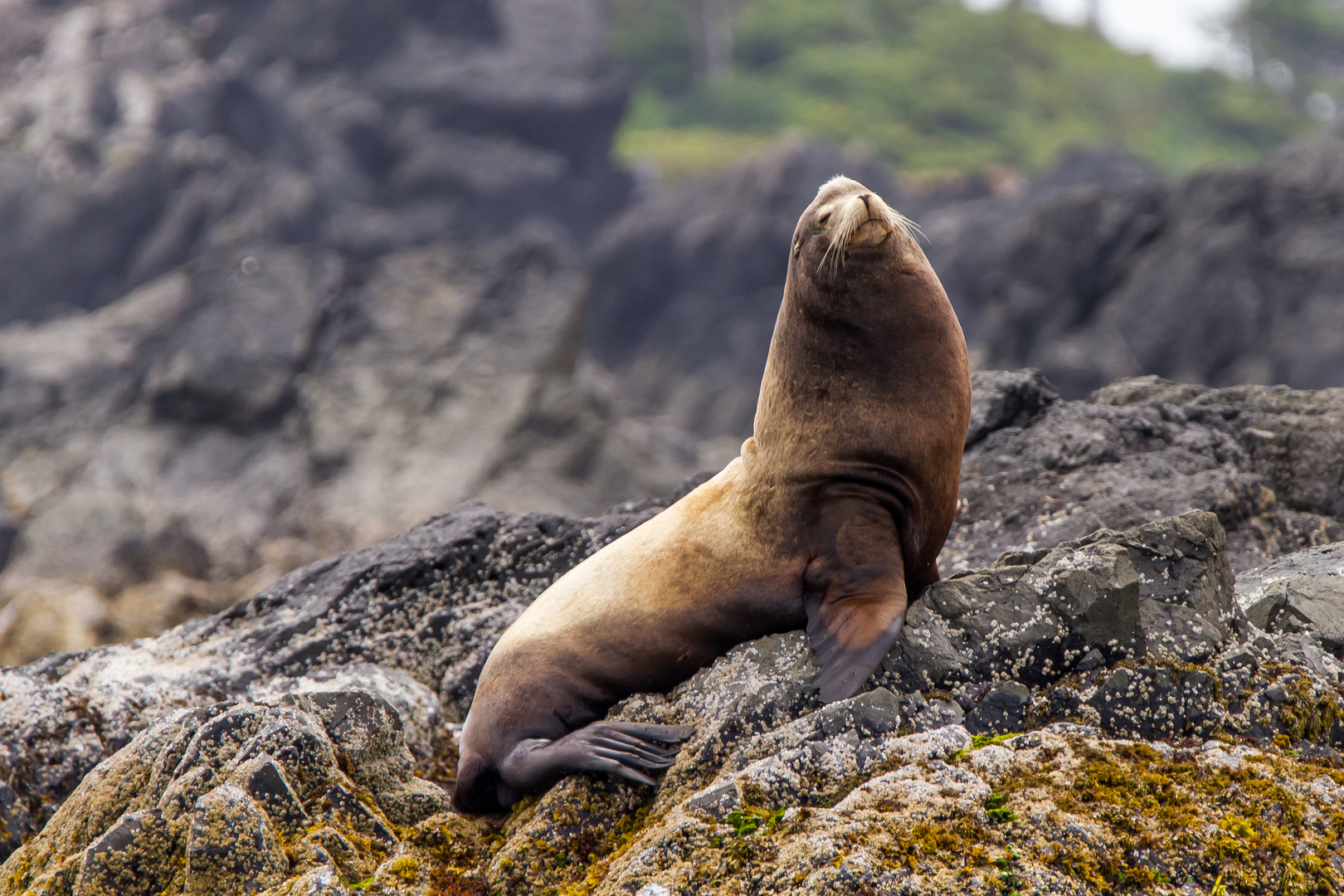 Posing Sea Lion