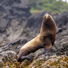 Posing Sea Lion