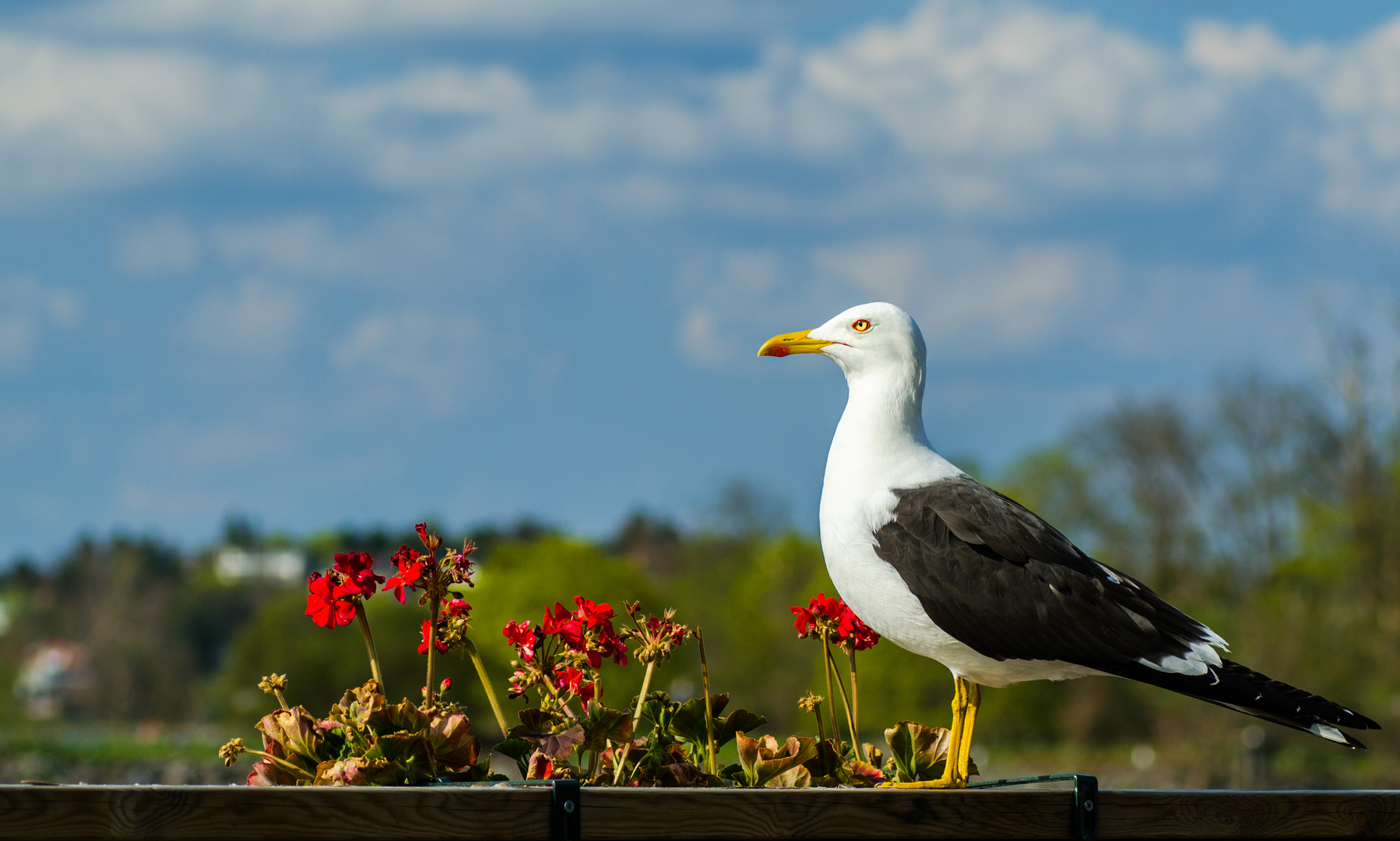 Posing Seagull #2