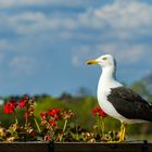 Posing Seagull #2