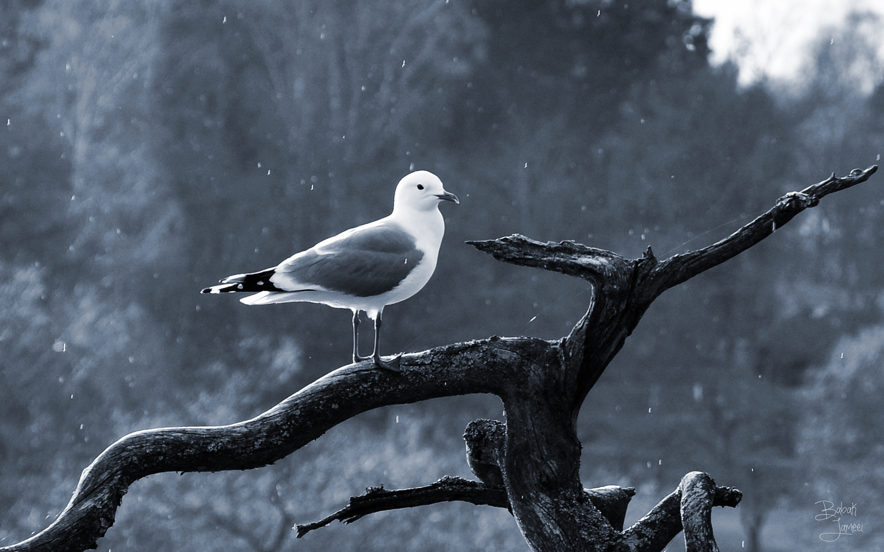 Posing Seagull