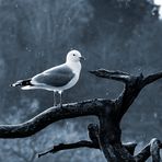 Posing Seagull