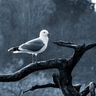 Posing Seagull