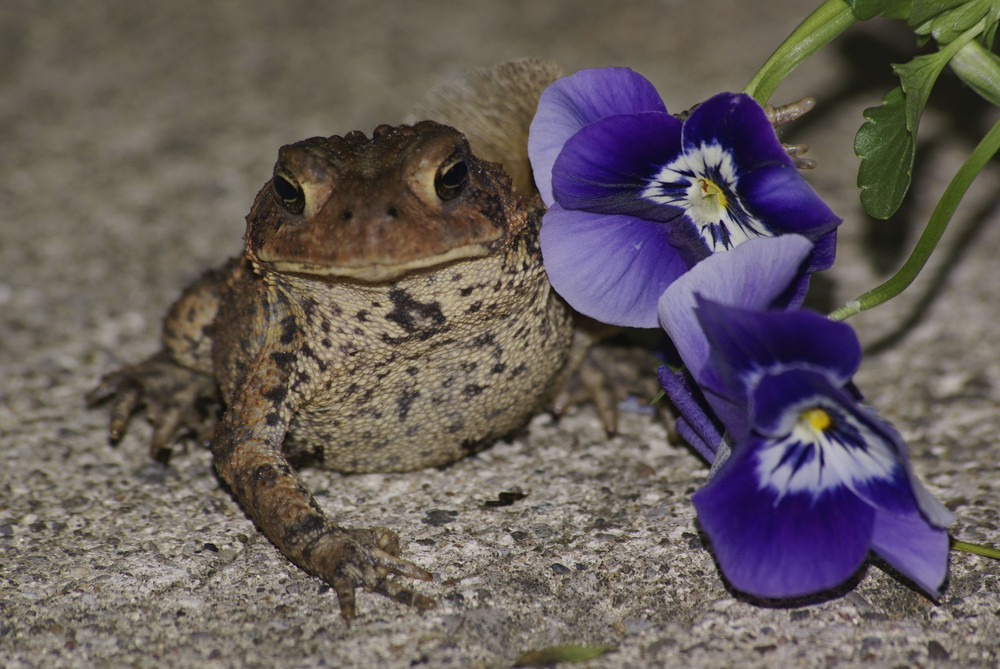 Posing Toad