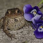 Posing Toad