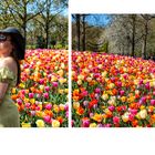  Posing vor den Tulpen im Keukenhof