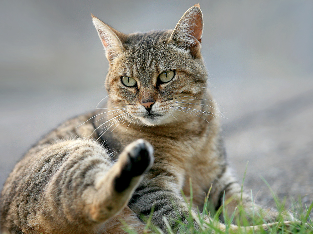 Posing während der Katzenwäsche