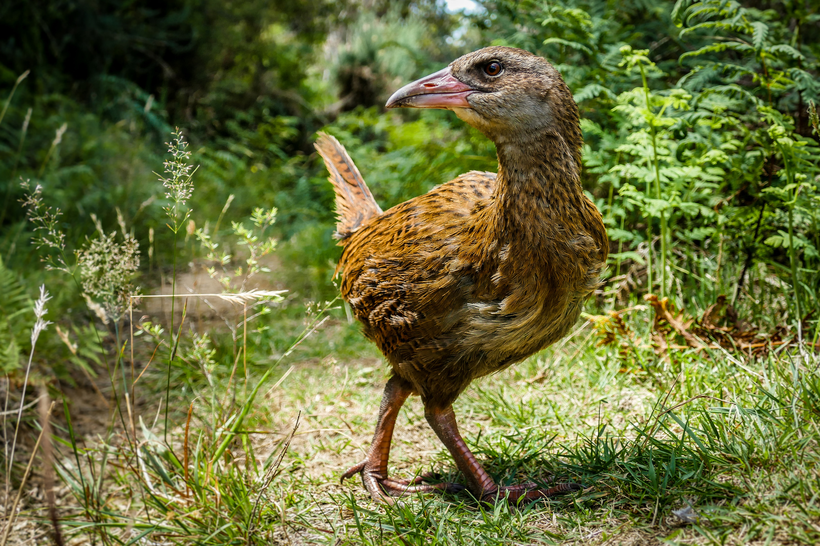 posing weka