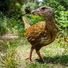 posing weka