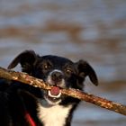 Posing with the Stick