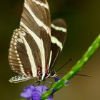 Posing... Zebrafalter (Heliconius charitonius)