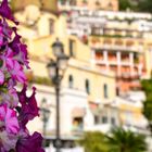 Positano flowers