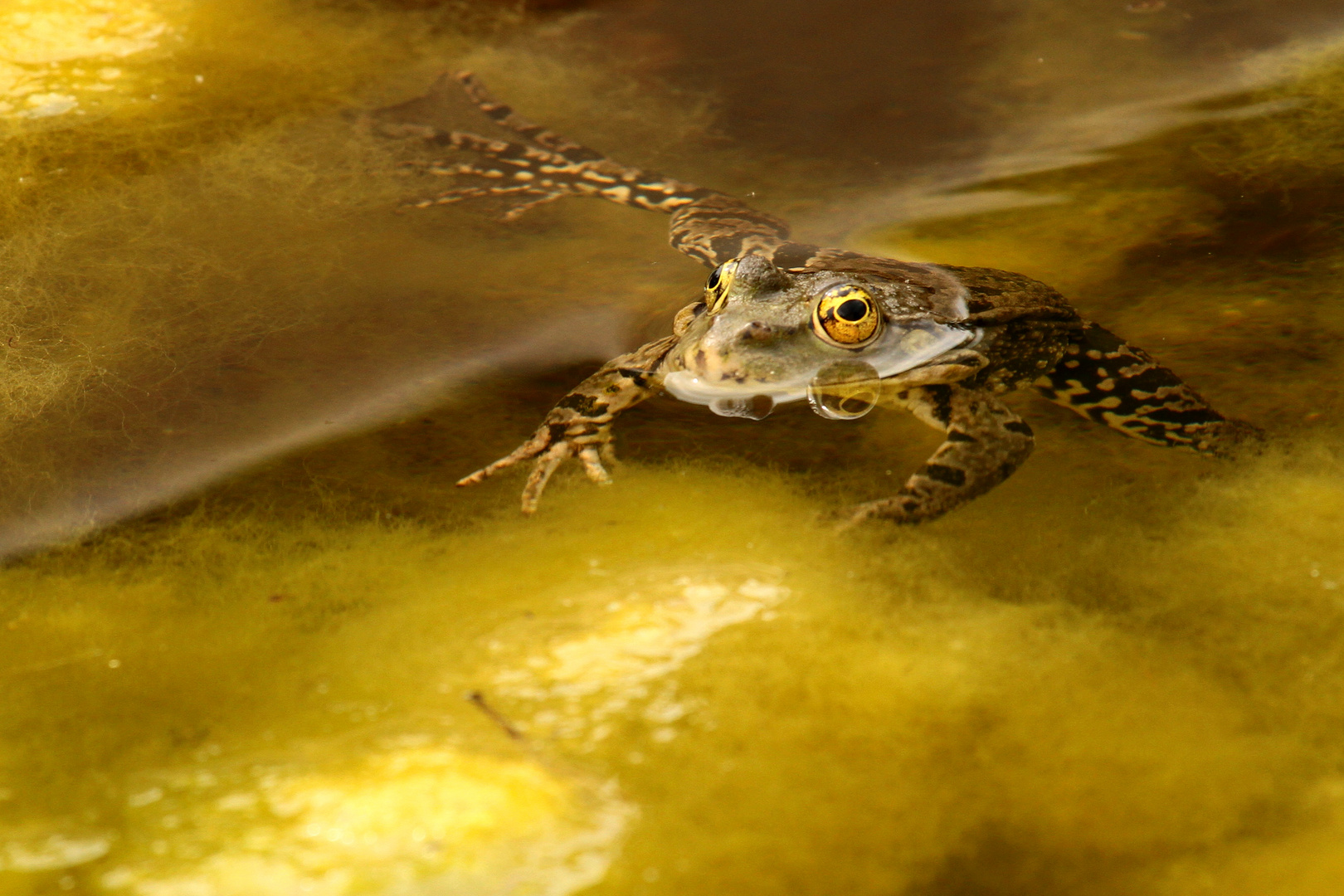position YOGA photo et image | animaux, reptiles ...