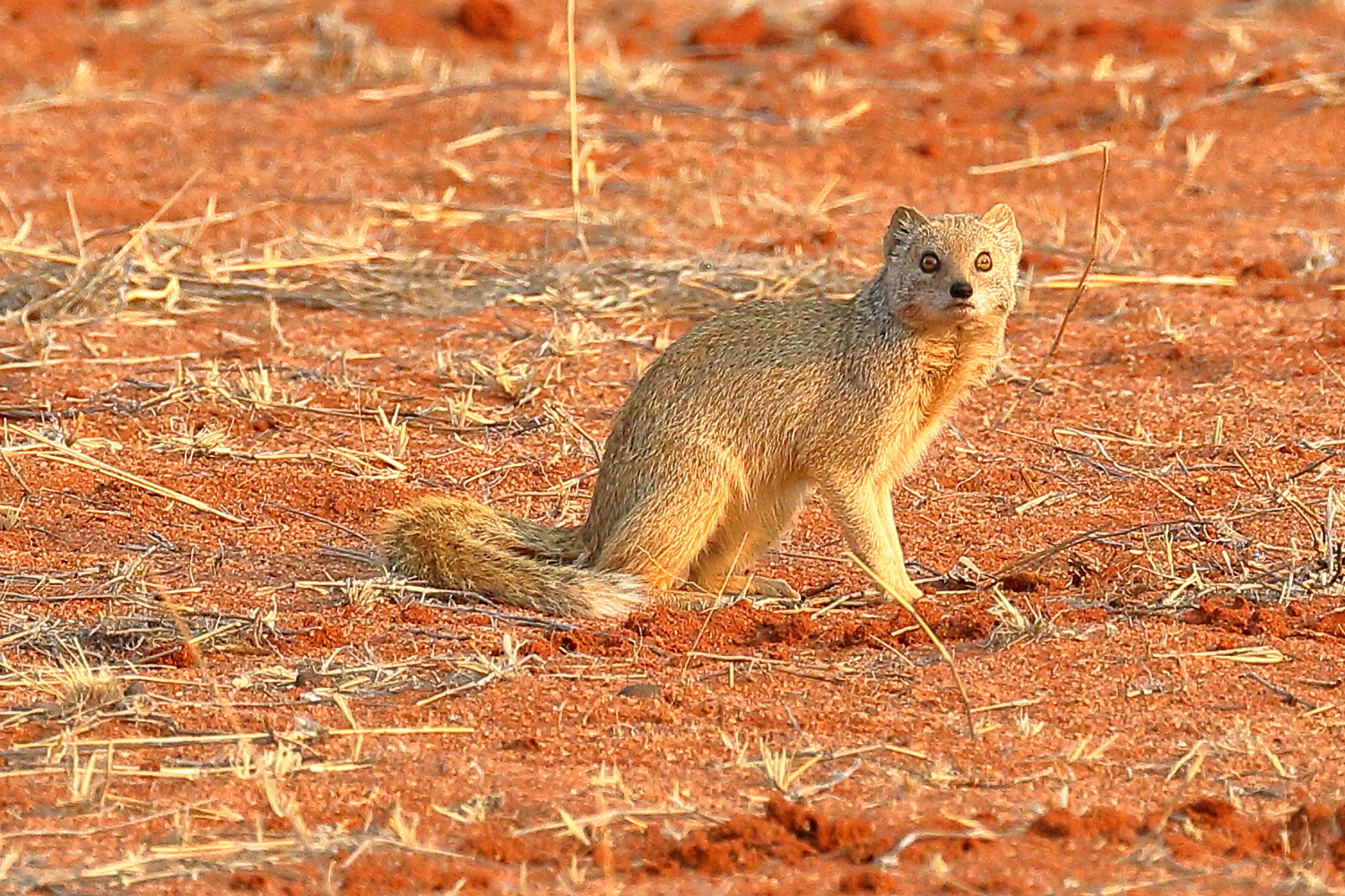 Possierliches Tierchen - Fuchsmanguste