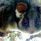 *** Possum in my Garden ***