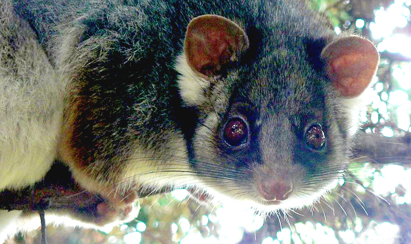 *** Possum in my Garten ***