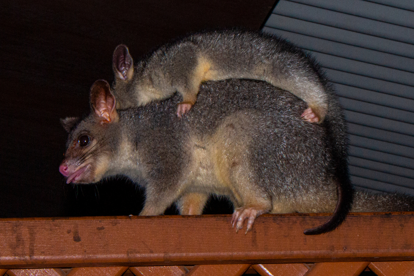 Possums