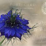 POST-CARD