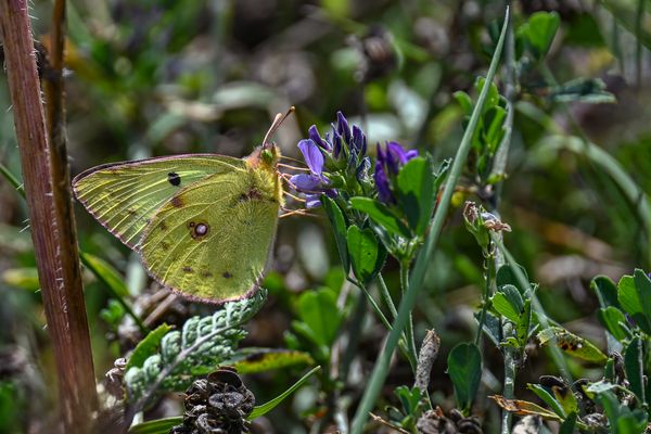 Post für die Platterbse