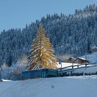 Postauto mit Baum ?